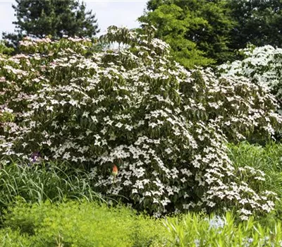 Cornus kousa 'Cappuccino'