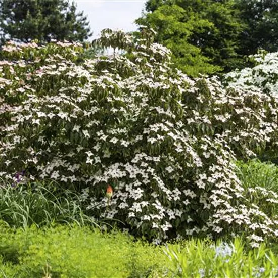 Cornus kousa 'Cappuccino'