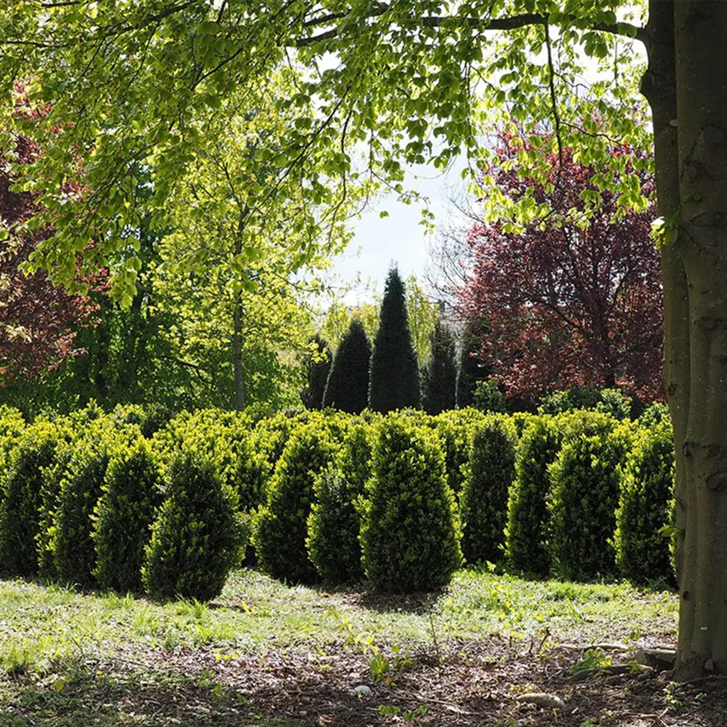 2019-04 | Gesund durch Gartengehölz