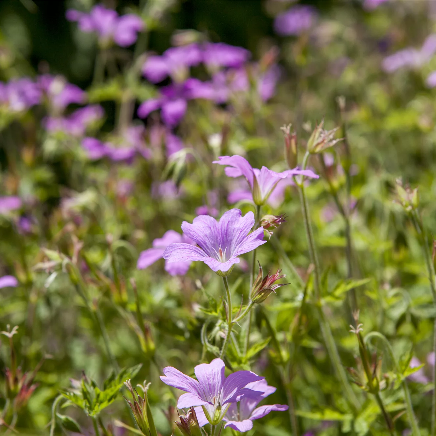 Geranium macrorrhizum