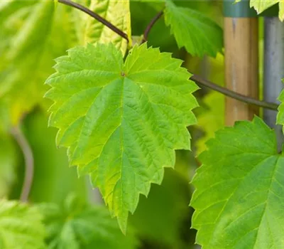 Humulus lupulus 'Aureus'