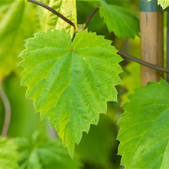 Humulus lupulus 'Aureus'