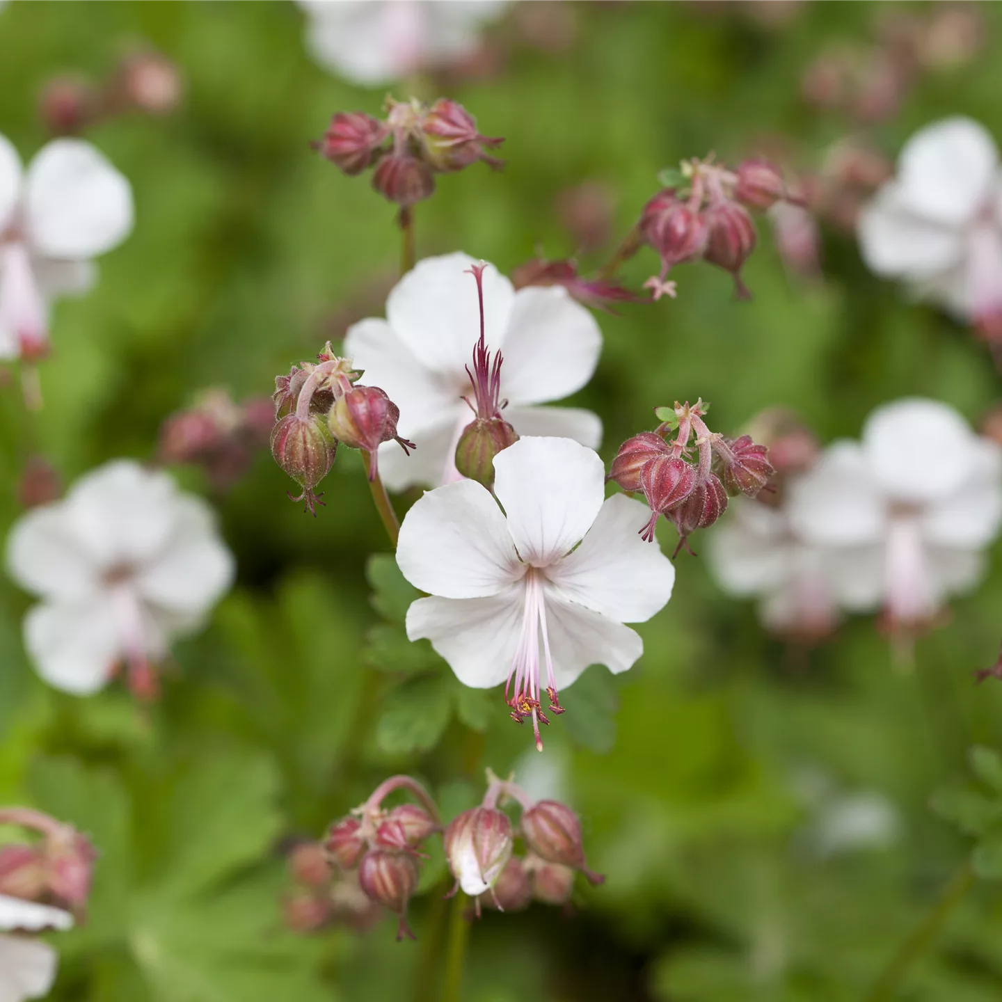 Geranium macrorrhizum 'Spessart'