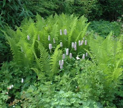 Dryopteris filix-mas