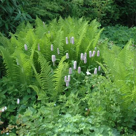 Dryopteris filix-mas