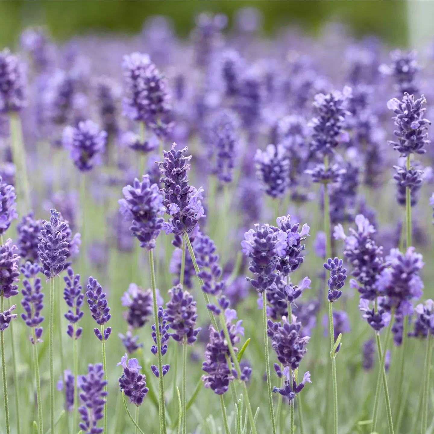 Lavandula angustifolia 'Hidcote'