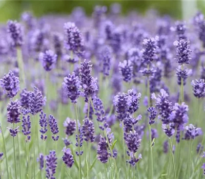 Lavandula angustifolia 'Hidcote'