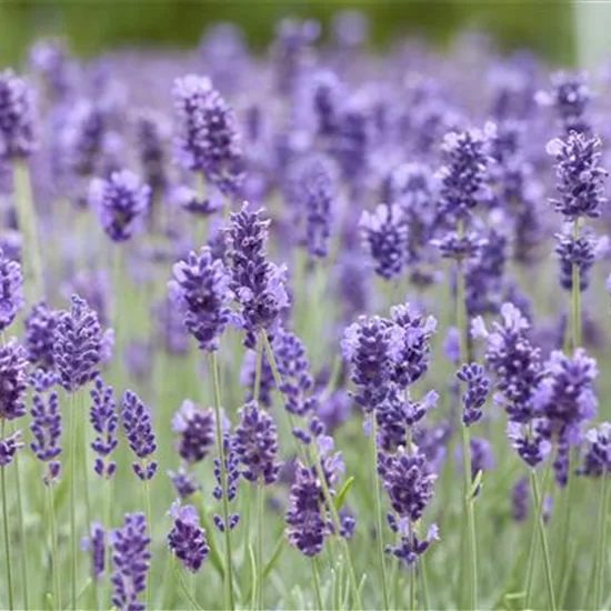 Lavandula angustifolia Hidcote Blue