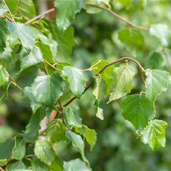 Betula pendula 'Fastigiata'