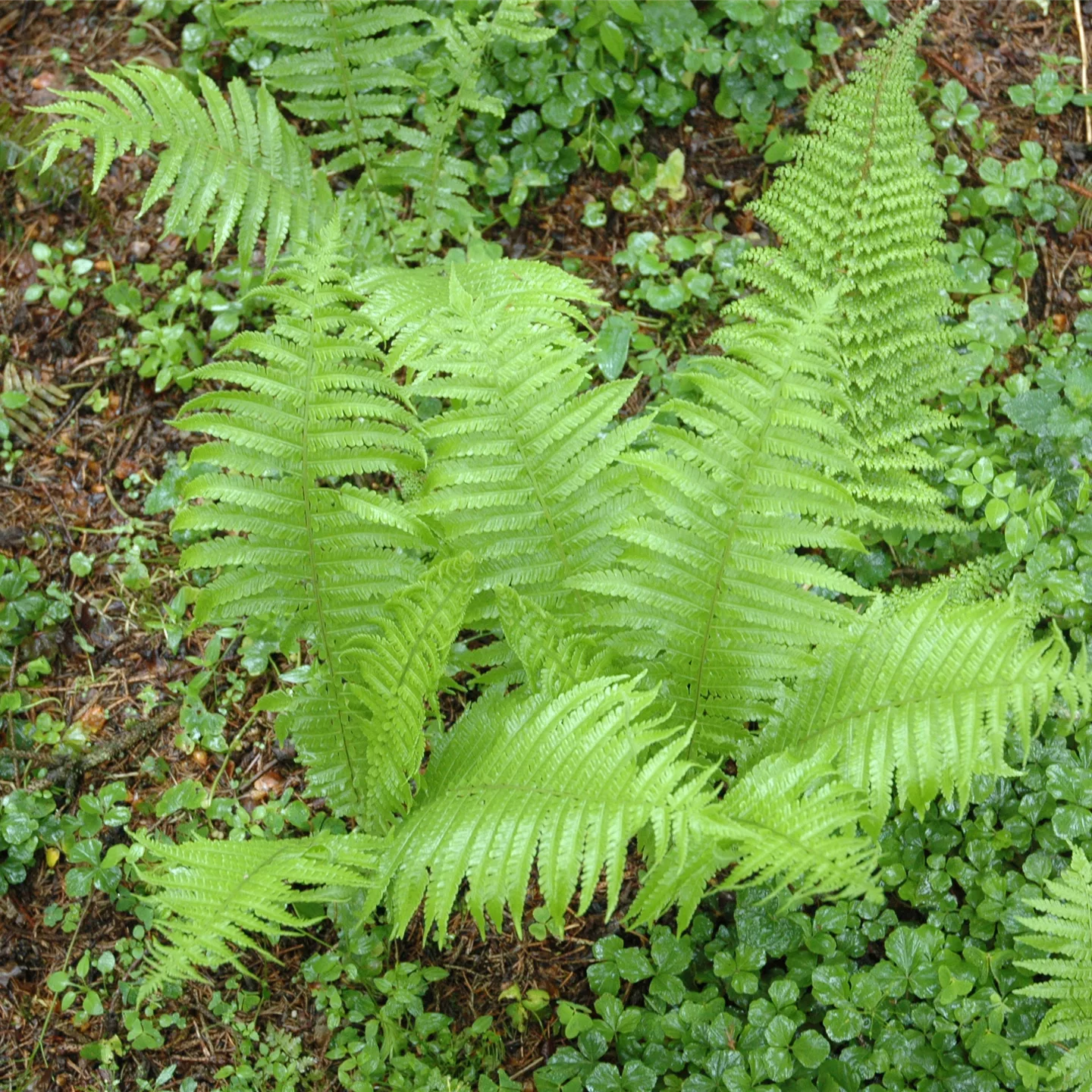 Polystichum setiferum 'Proliferum'