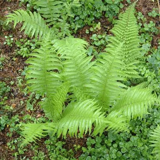 Polystichum setiferum 'Proliferum'