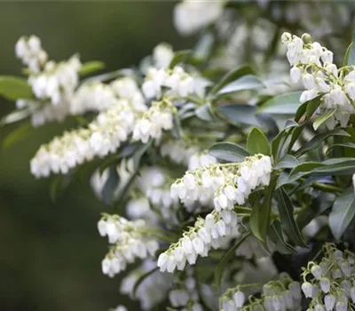 Pieris japonica