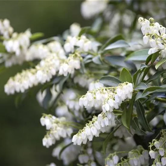 Pieris japonica