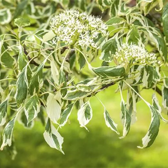 Cornus controversa 'Variegata'