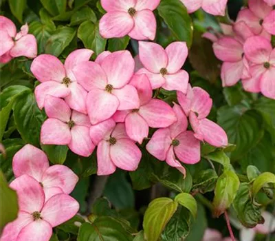 Cornus florida 'Cherokee Chief'