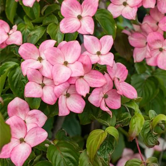 Cornus florida 'Cherokee Chief'