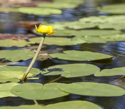 Nuphar lutea