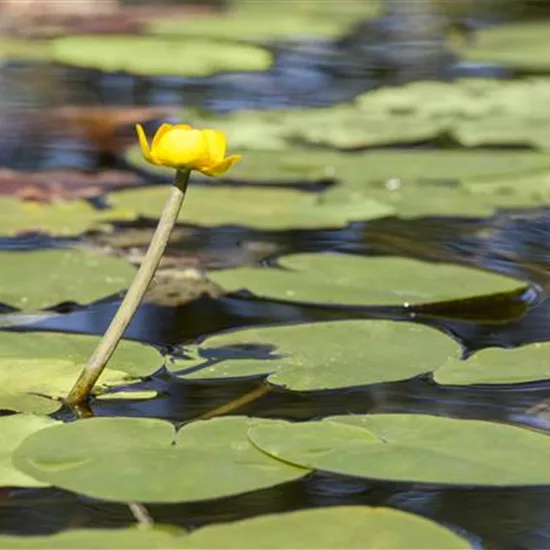 Nuphar lutea