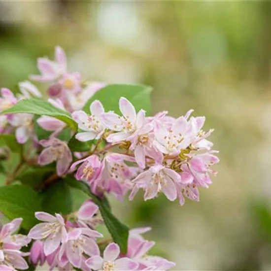 Deutzia scabra 'Codsall Pink'