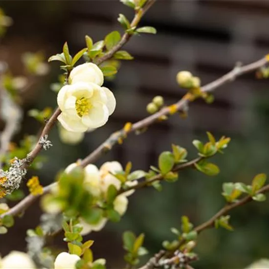 Chaenomeles speciosa 'Nivalis'