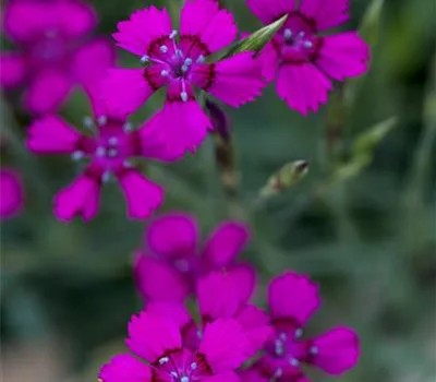 Dianthus deltoides