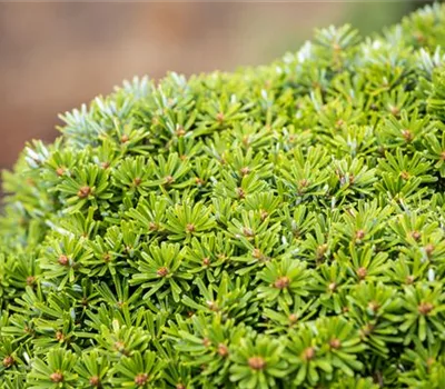 Abies koreana 'Kristallkugel'