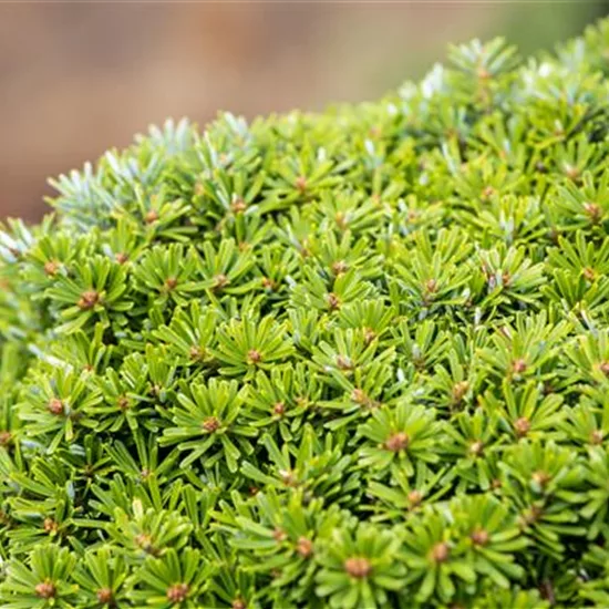 Abies koreana 'Kristallkugel'