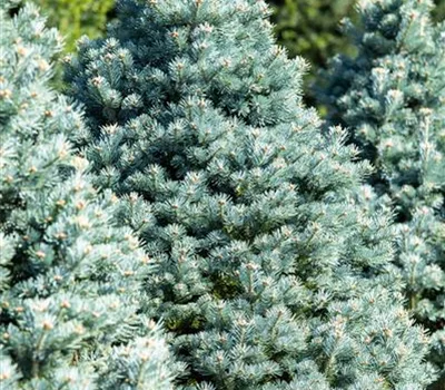 Abies lasiocarpa 'Compacta'