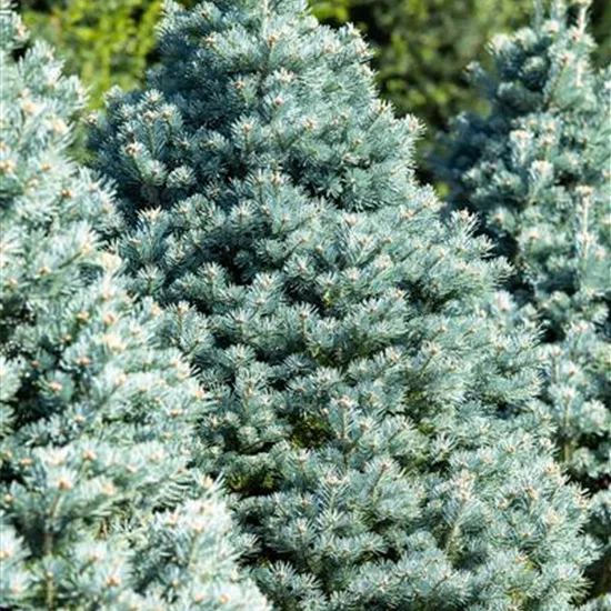 Abies lasiocarpa 'Compacta'