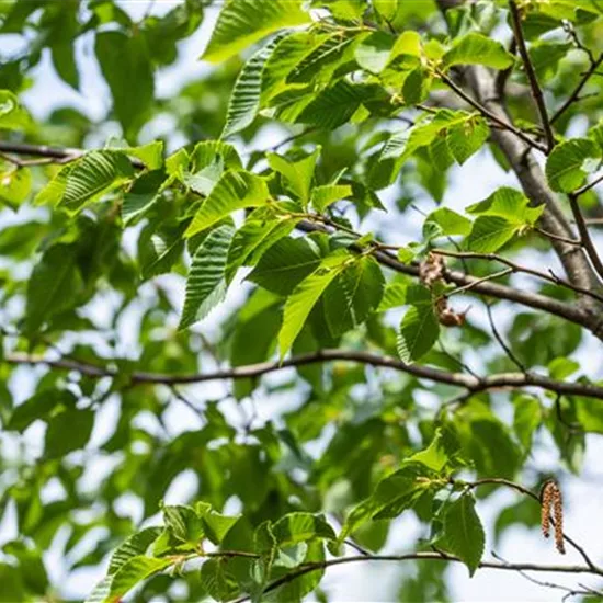 Ostrya carpinifolia