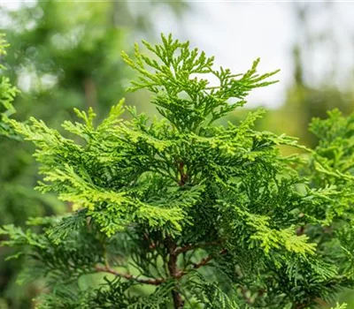 Chamaecyparis obtusa 'Gracilis'