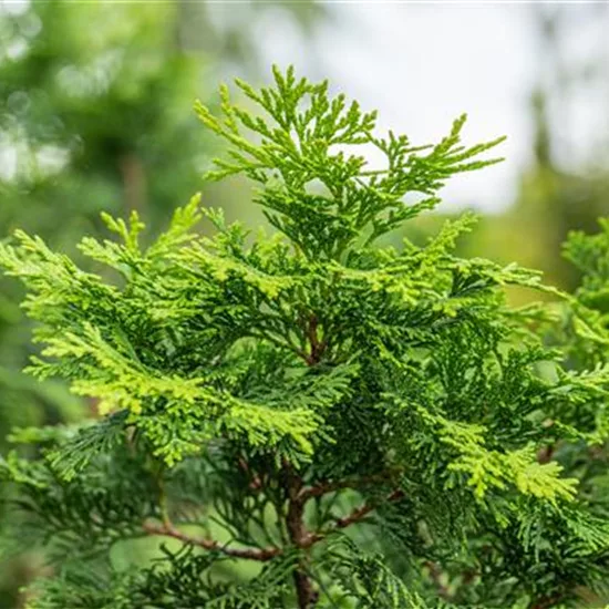 Chamaecyparis obtusa 'Gracilis'