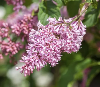 Syringa swegiflexa (x)