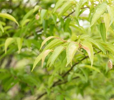 Ostrya japonica