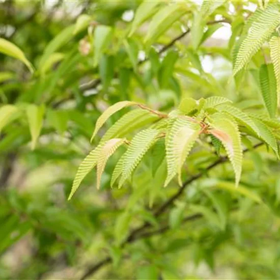 Ostrya japonica