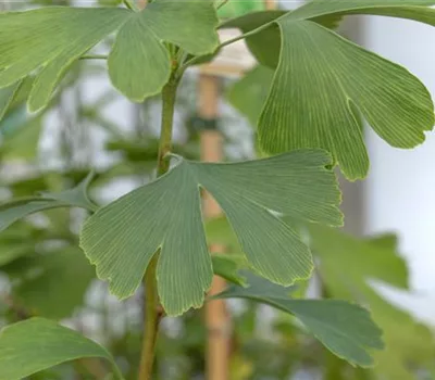 Ginkgo biloba 'Princeton Sentry'