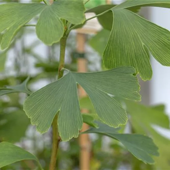 Ginkgo biloba 'Princeton Sentry'