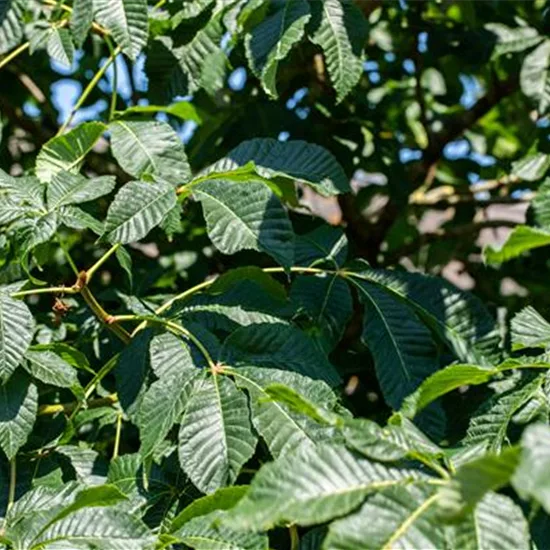 Aesculus parviflora