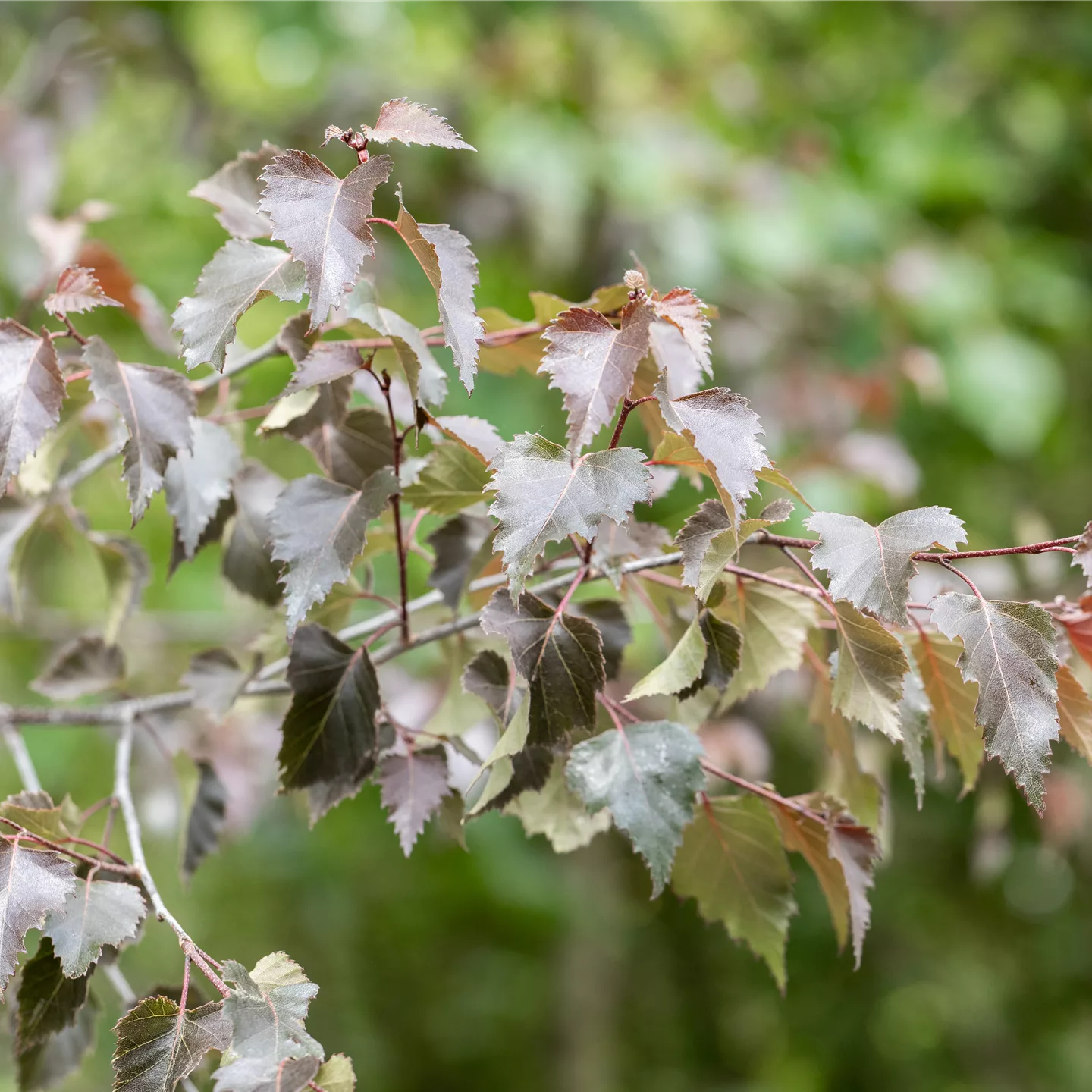 Betula pendula 'Purpurea'