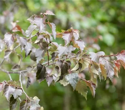 Betula pendula 'Purpurea'