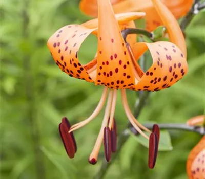 Lilium martagon