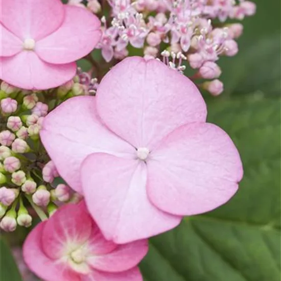 Hydrangea serrata 'Santiago'