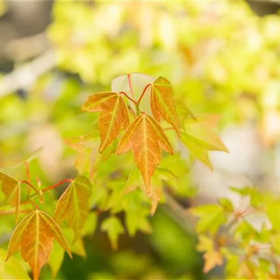 Acer buergerianum