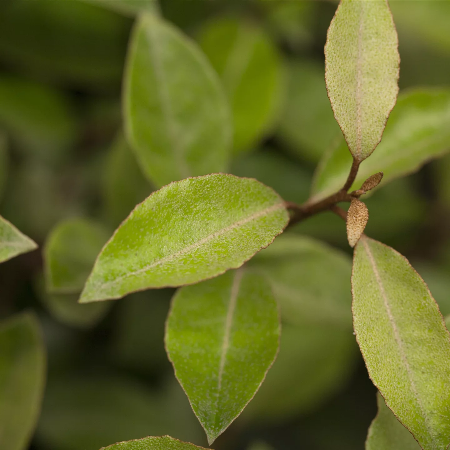 Elaeagnus ebbingei (x)