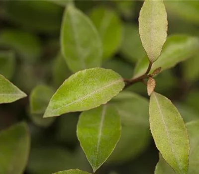 Elaeagnus ebbingei (x)