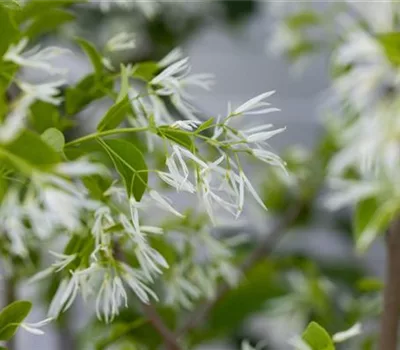 Chionanthus retusus