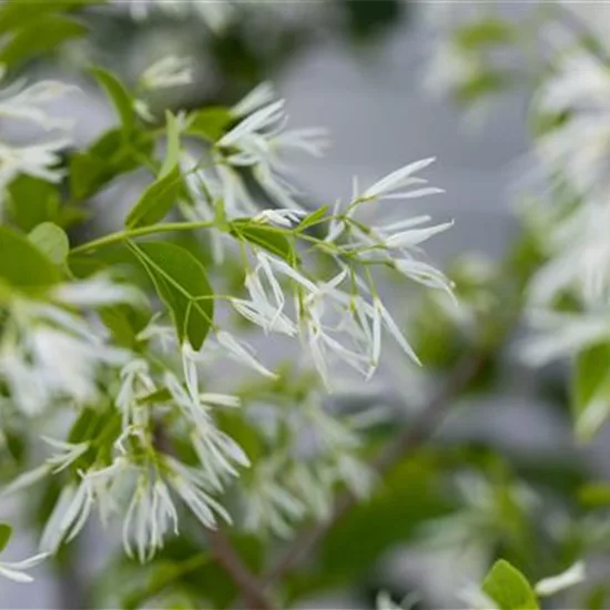 Chionanthus retusus