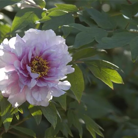 Paeonia suffruticosa hellrosa