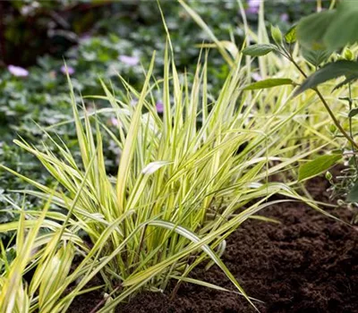 Hakonechloa macra 'Aureola'