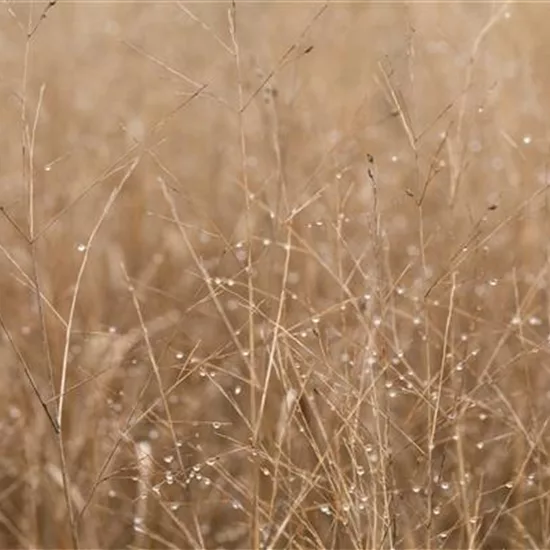 Panicum virgatum 'Heavy Metal'